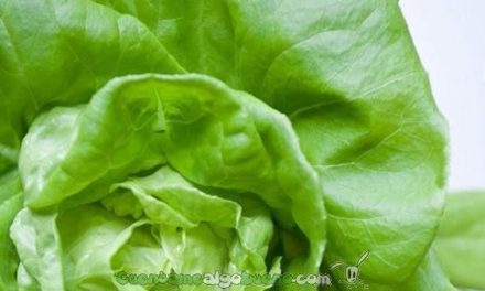 Los beneficios de las verduras de hoja verde