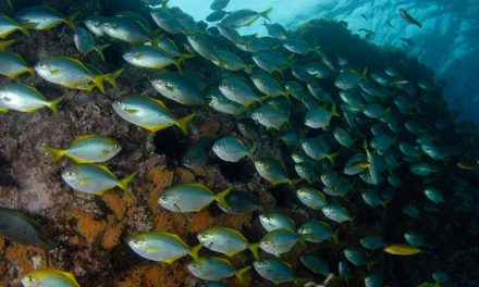 Nuevas especies marinas en Chile