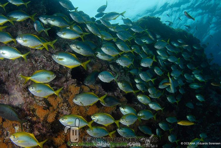 Nuevas especies marinas en Chile