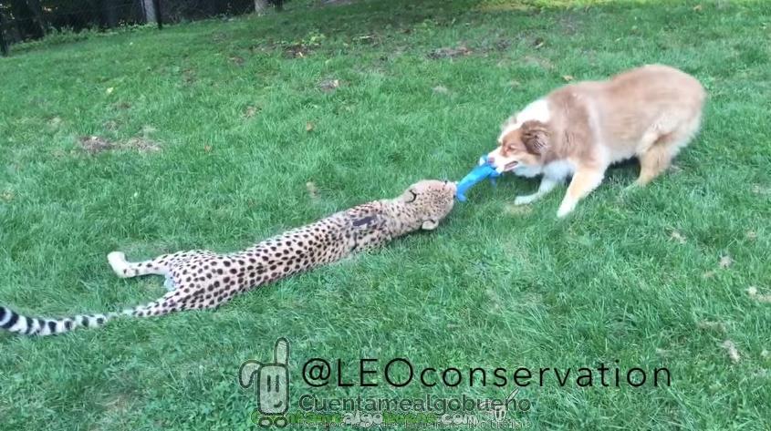 Un guepardo y un perro amigos para siempre