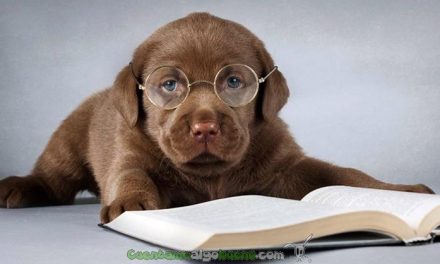 Consiguen medir el coeficiente intelectual de los perros