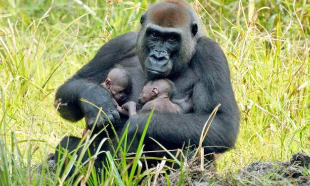 Primeros gemelos gorilas en reserva natural