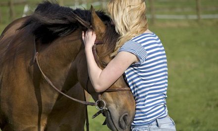 Los caballos y las emociones humanas