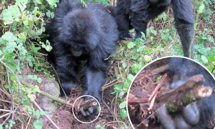Gorilas aprenden a desarmar trampas de cazadores furtivos en Ruanda