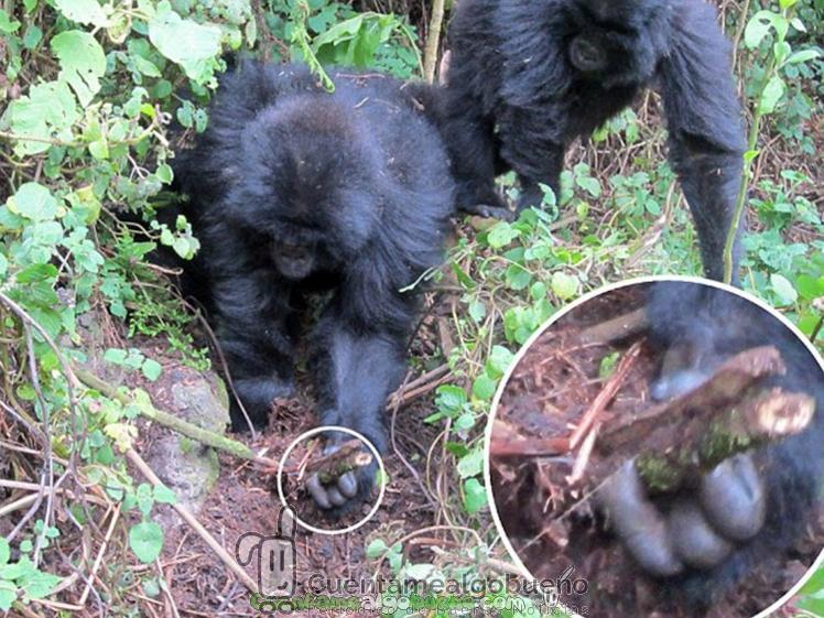 Gorilas aprenden a desarmar trampas de cazadores furtivos en Ruanda