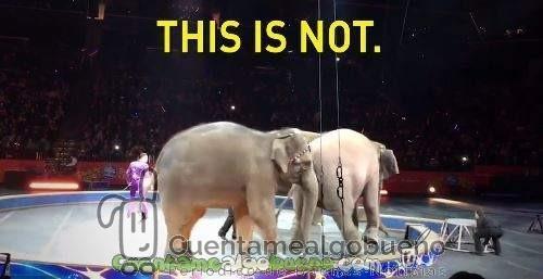 No habrá más elefantes en el mayor circo del mundo