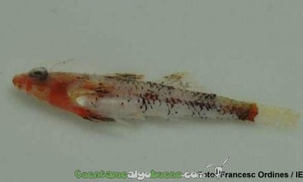 Nueva especie de pez en las Baleares