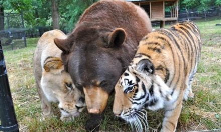 Un león, un tigre y un oso amigos inseparables