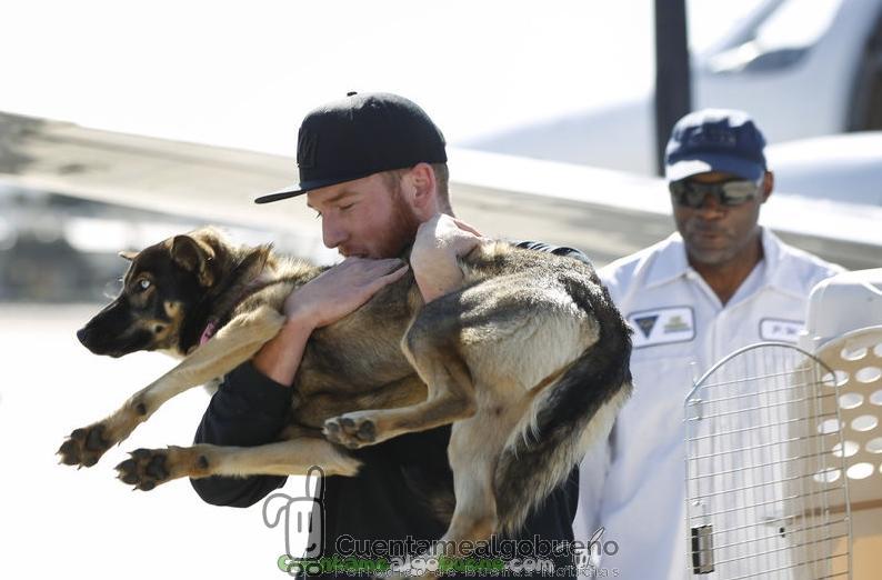 Aparece viva la perra que se perdió en mitad del océano hace un mes