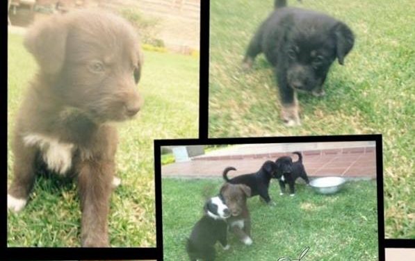 Jóvenes cochabambinos por el amor y respeto a los animales