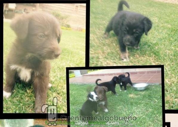 Jóvenes cochabambinos por el amor y respeto a los animales