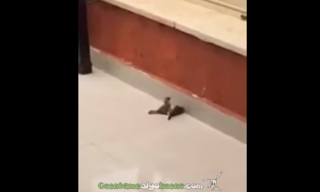 Un pajarillo hace lo imposible para salvarle la vida a otro