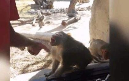 La gran sorpresa de un babuino ante un truco de magia