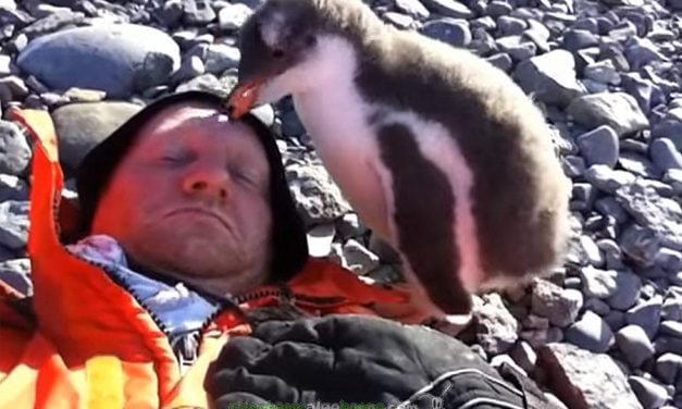 Cría de pingüino se encuentra con una persona por primera vez