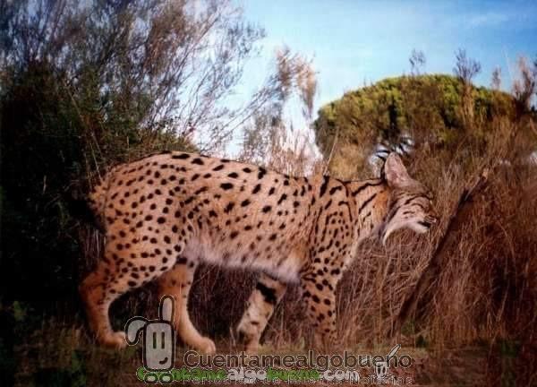 Crece el número de linces