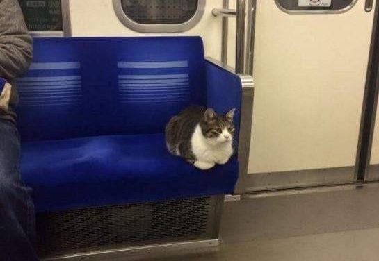 Gato viaja solo en metro