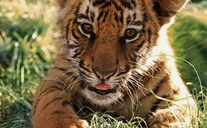 Aumenta la población mundial de tigres salvajes