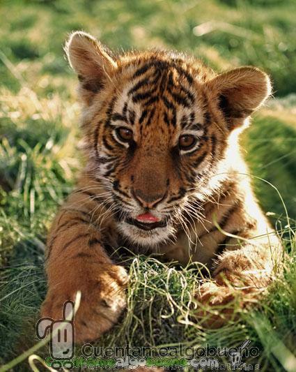 Aumenta la población mundial de tigres salvajes