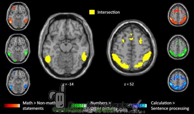El cerebro de los matemáticos