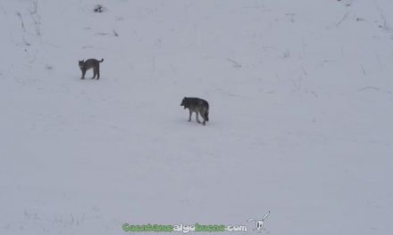 Lobo y lince boreal se encuentran en un bosque de Polonia