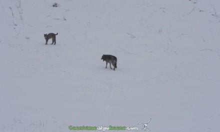 Lobo y lince boreal se encuentran en un bosque de Polonia