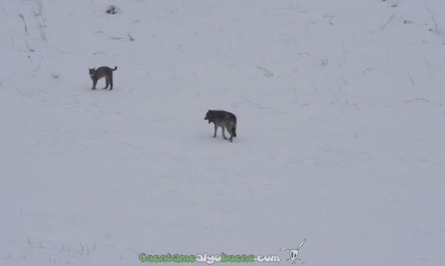 Lobo y lince boreal se encuentran en un bosque de Polonia