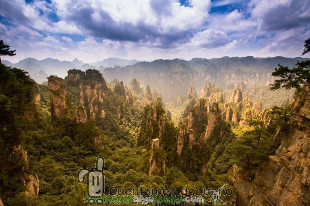 Demuestran que los árboles se conectan unos con otros