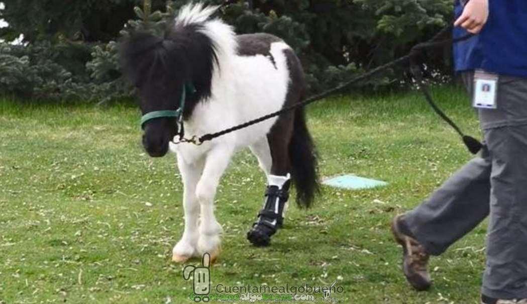 Shine vuelve a caminar