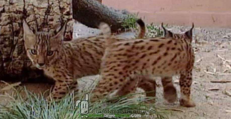 Nacen cuatro cachorros de lince