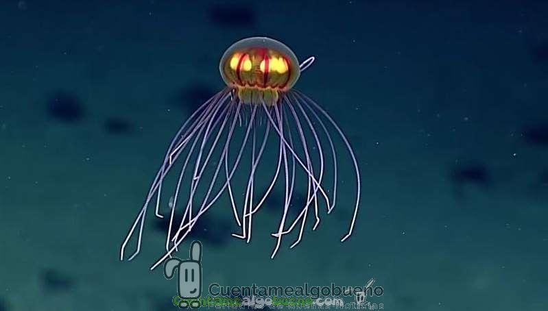 Contempla el descenso a la fosa de las Marianas en directo