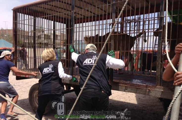 Un nuevo comienzo para treinta y tres leones rescatados