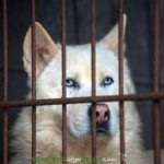 Liberan a 200 perros en Corea del Sur