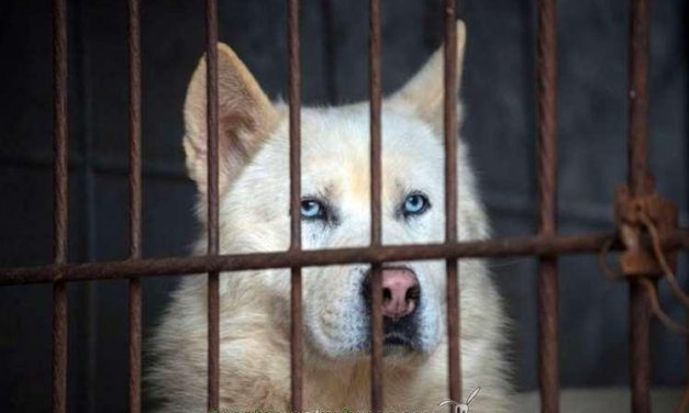 Liberan a 200 perros en Corea del Sur