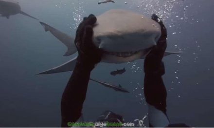 El tiburón cariñoso