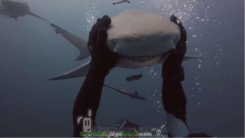 El tiburón cariñoso