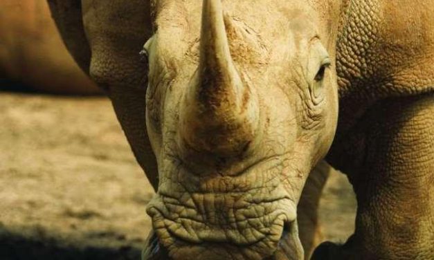 Desciende el número de rinocerontes abatidos
