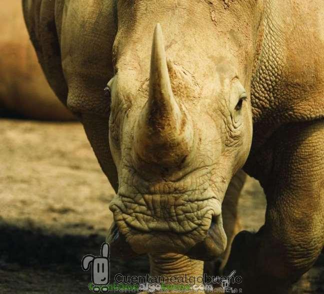 Desciende el número de rinocerontes abatidos