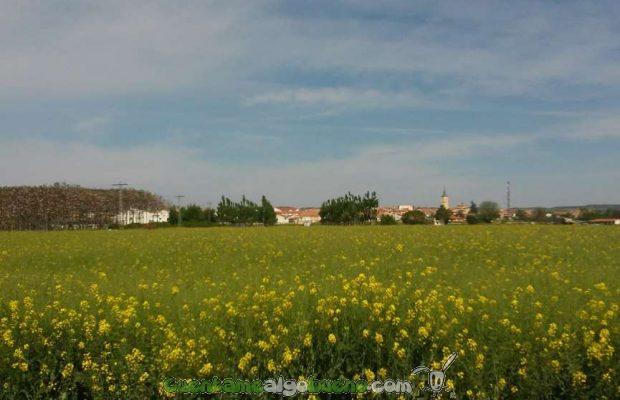 20160523-3-2-Campos-de-colsa-yunquera-henares