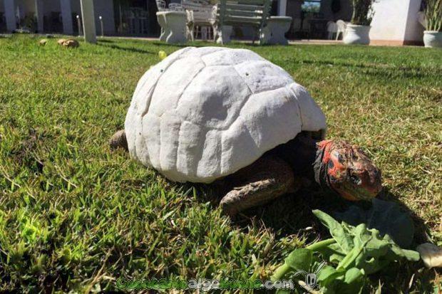 20160525-2-1-salvan-vida-tortuga-caparazon-impres-3d