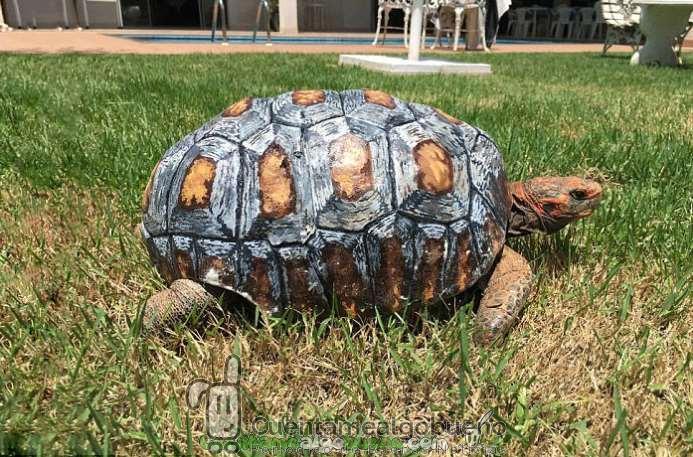 Salvan la vida a una tortuga con un caparazón impreso en 3D