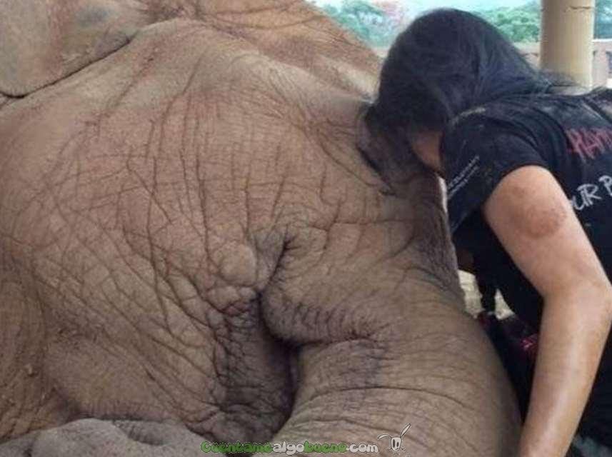 La música amansa a la fieras… y también a los elefantes