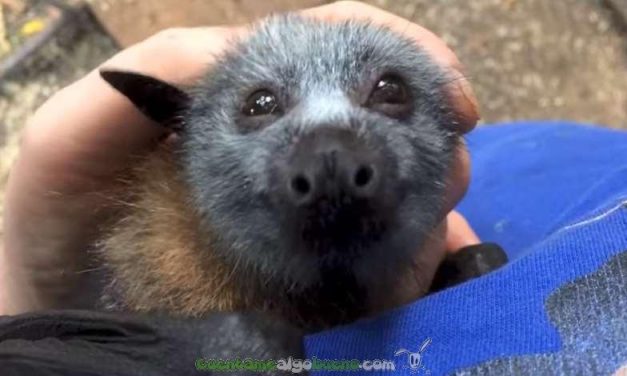 Enternecedor vídeo de veterinaria acariciando a un murciélago huérfano