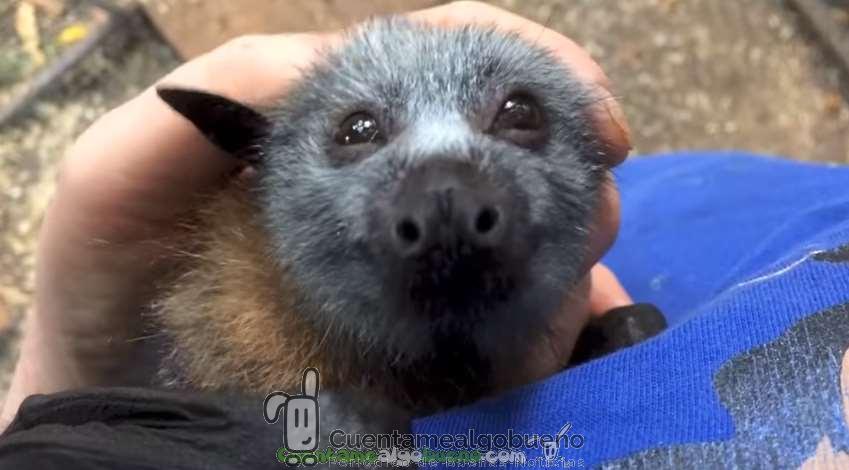 Enternecedor vídeo de veterinaria acariciando a un murciélago huérfano