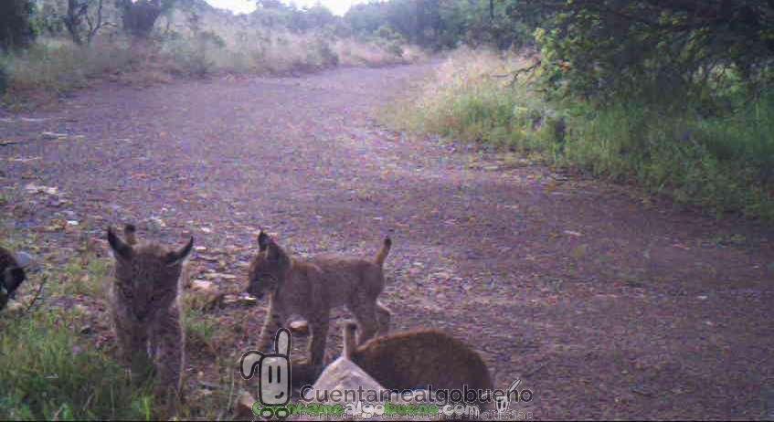 Nueva camada de lince ibérico en Ciudad Real