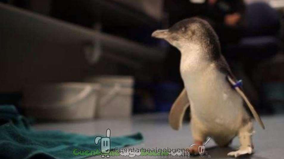 Bagpipes vuelve a caminar