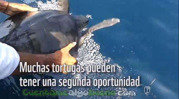 20160608-3-dia-mundial-oceanos-liberan-tortuga-marina