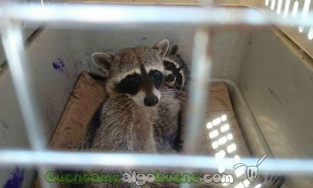 Volviendo al hábitat natural