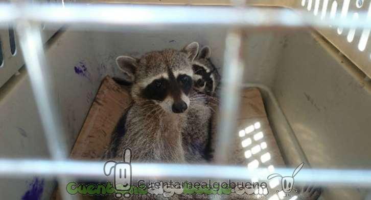 Volviendo al hábitat natural