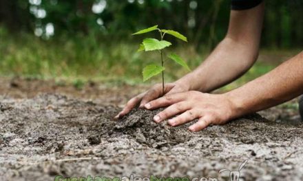 Reforestación por un medio ambiente más sano y natural