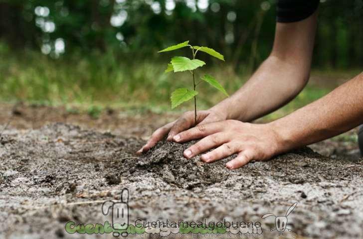 Reforestación por un medio ambiente más sano y natural